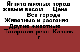 Ягнята мясных пород живым весом.  › Цена ­ 125 - Все города Животные и растения » Другие животные   . Татарстан респ.,Казань г.